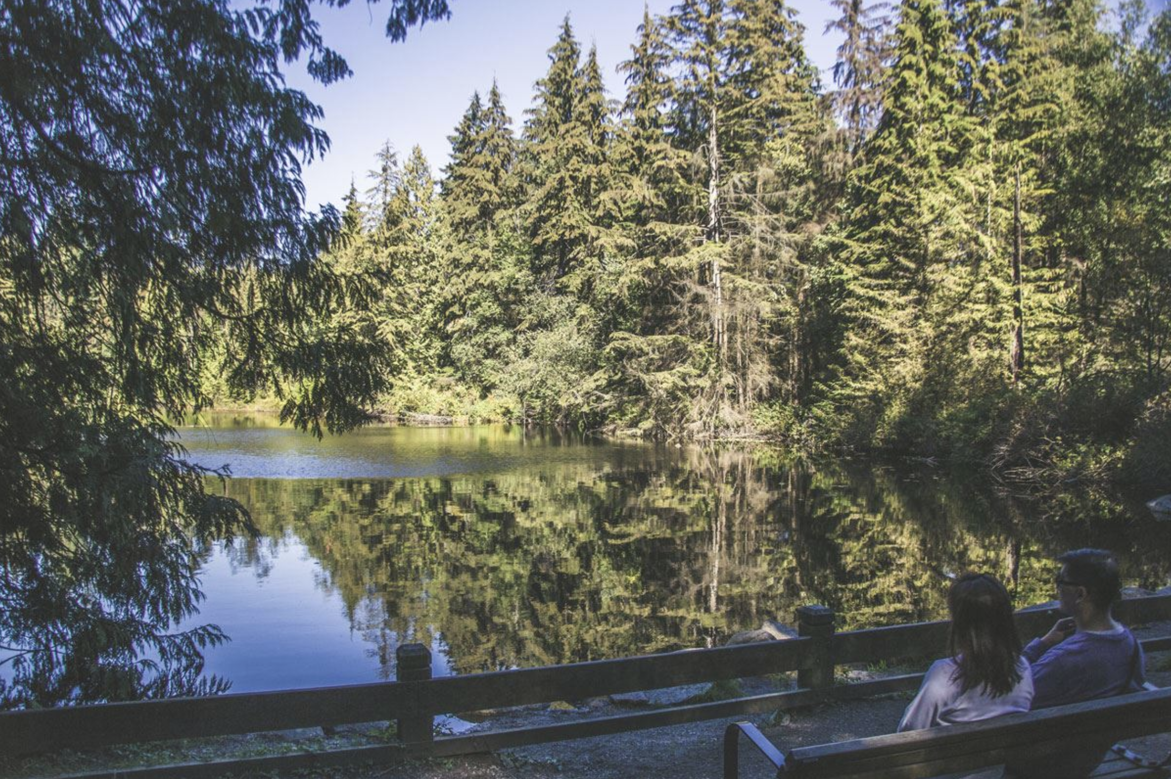 Mundy Park trail through a temperate rainforest of conifers and ferns in Coquitlam, BC.