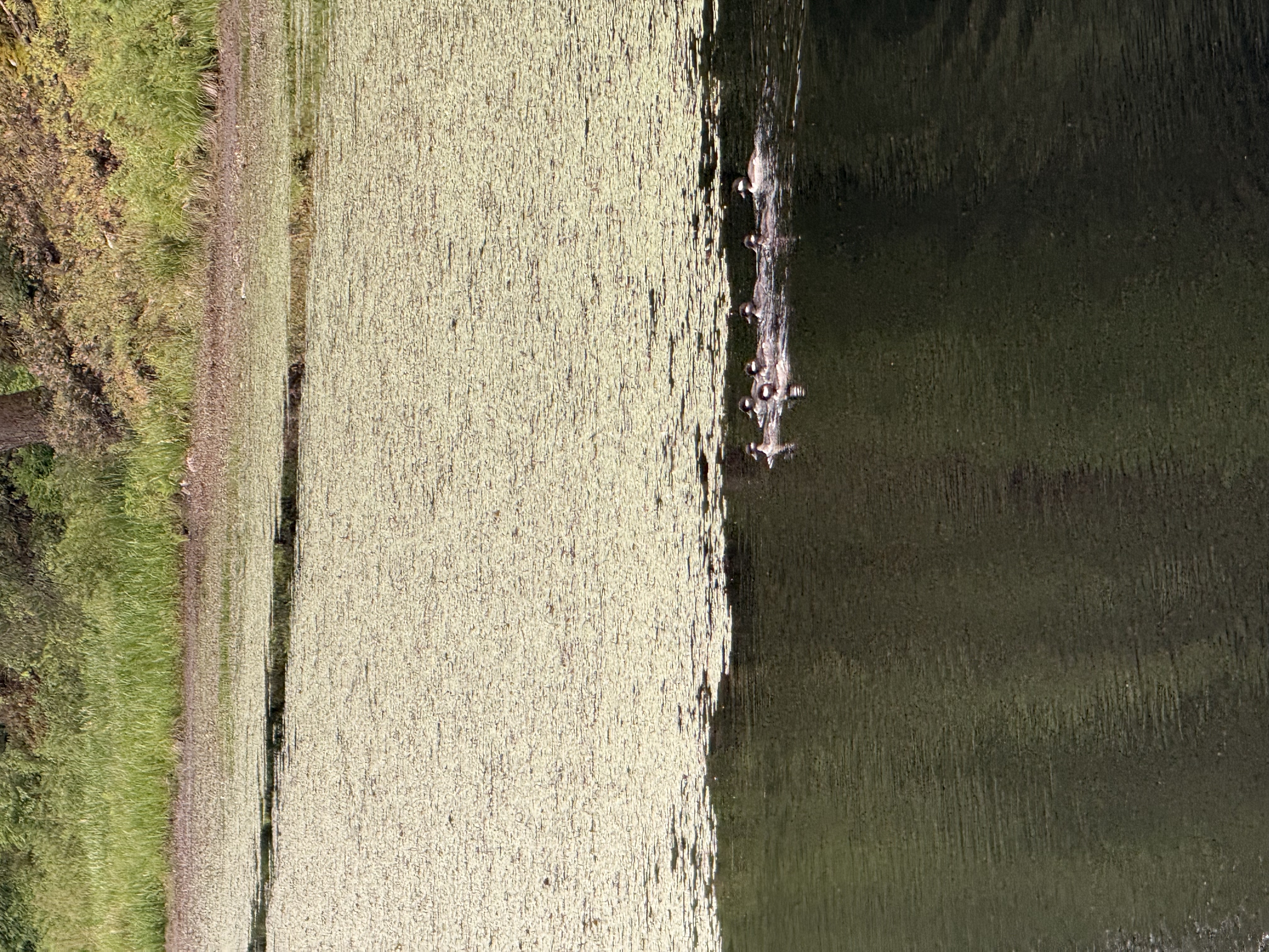 Line of ducklings on the Minnekhada marsh in late spring, Coquitlam BC