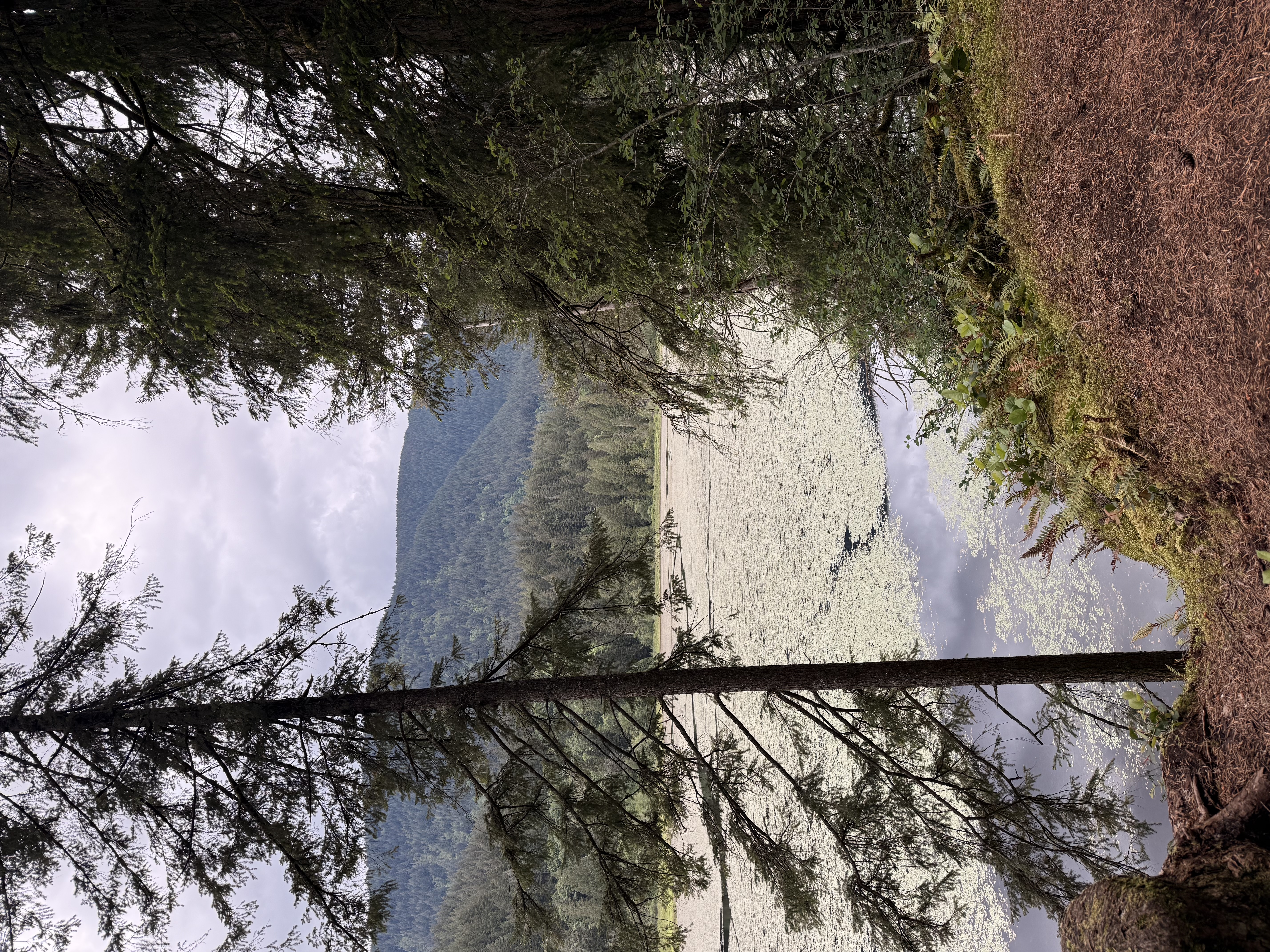 View of the Lower Marsh through cedar trees at Minnekhada Regional Park, Coquitlam BC